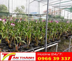 Lưới che giàn, vườn hoa lan